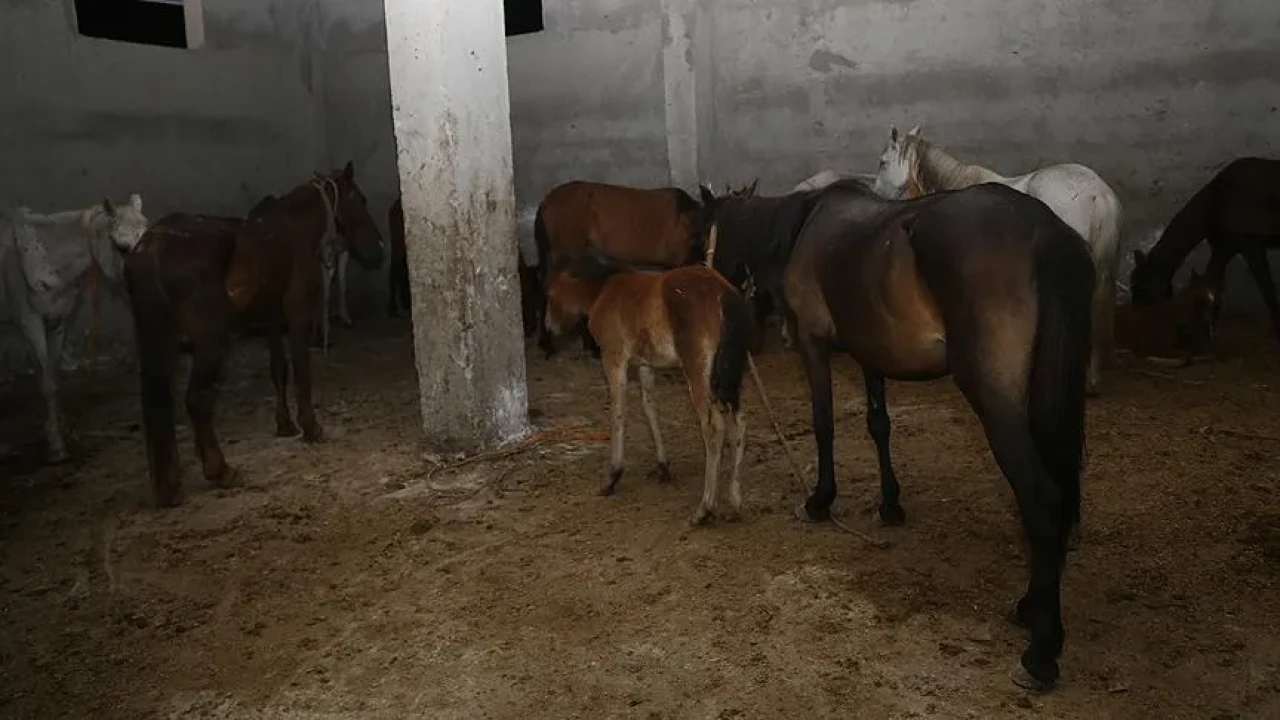 İzmir'de metruk evde suçüstü: At eti keserken yakalandılar!