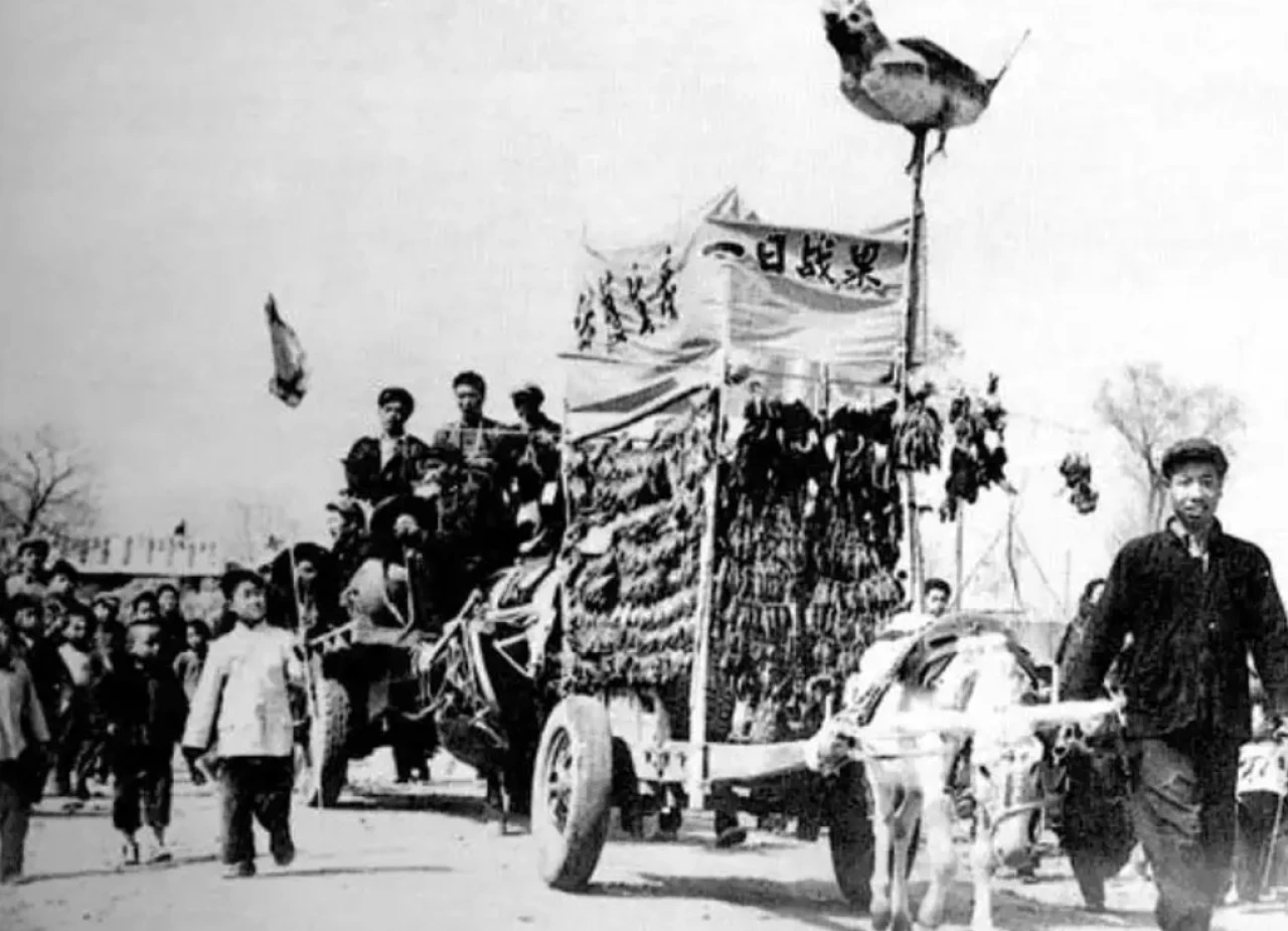 Çin’in büyük hatası: 1958 serçe katliamı nasıl kıtlığa yol açtı?