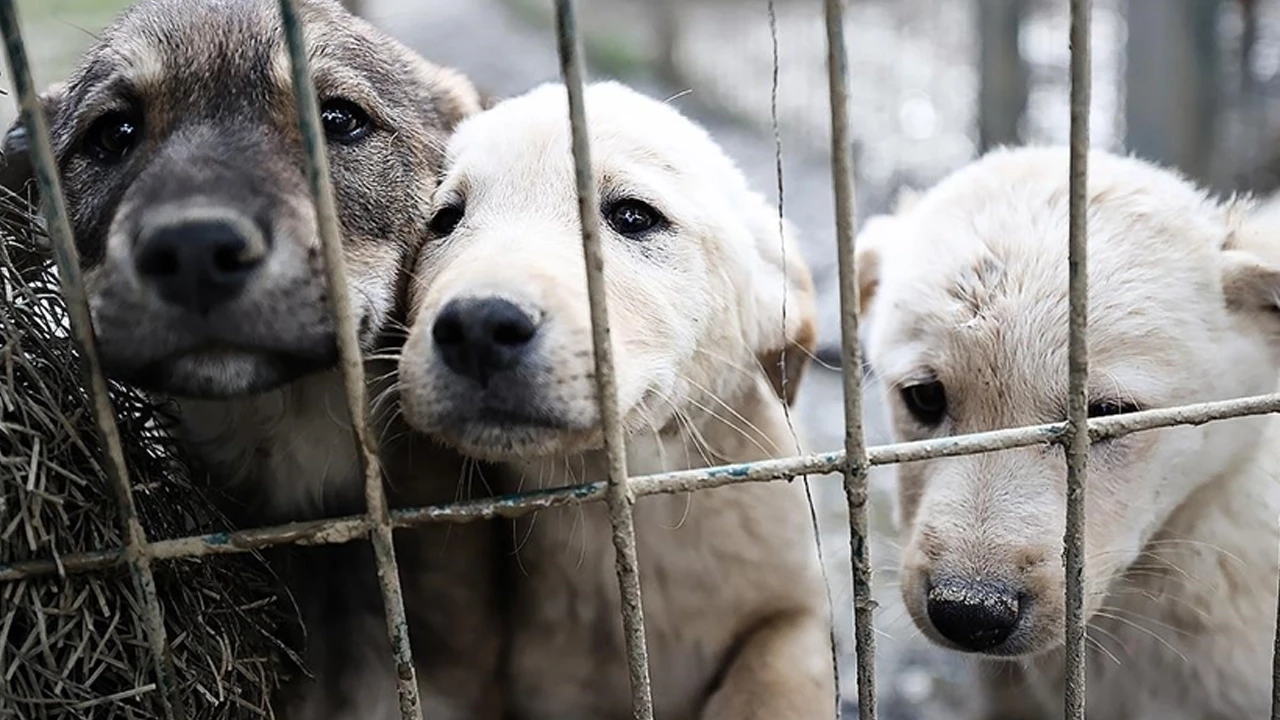 Belediyelere şok ceza: Sahipsiz köpekler için 71 bin lira para cezası uygulanacak!