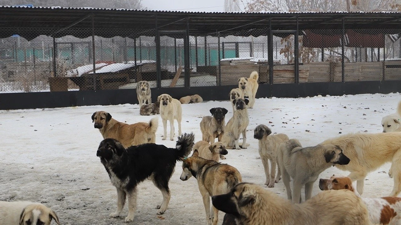 Erzincan'da skandal iddia: Köpek katliamı mı yapıldı? Belediye çalışanları açığa alındı