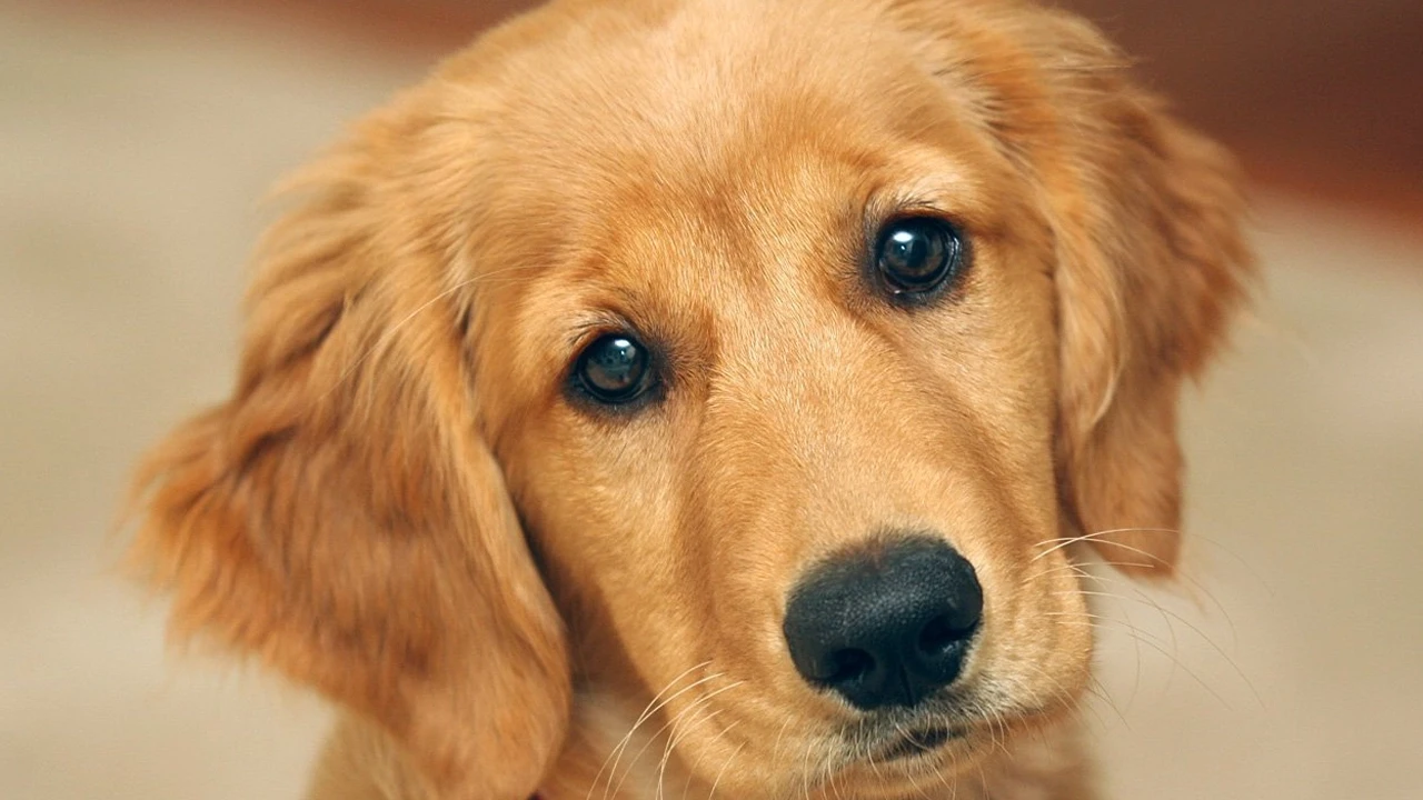 Akılalmaz zulüm: Köpeklerine cinsel saldırıda bulunduktan sonra onları öldürdü!