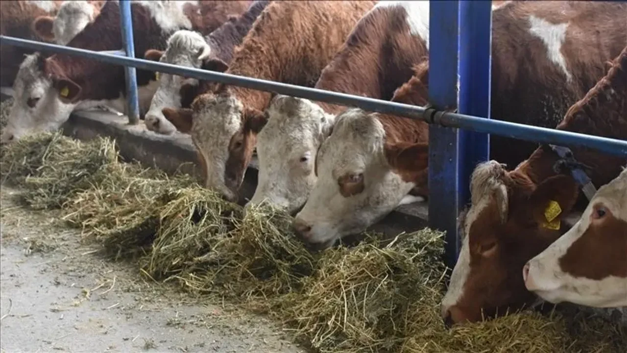 Uşak’ta bulaşıcı hastalık alarmı! Canlı hayvan pazarı kapatıldı