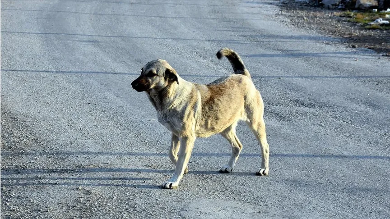 Bakan Yerlikaya: Sokak köpekleri ile ilgili belediyelere son uyarı