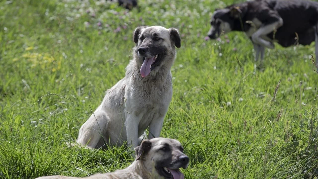 Mersin'de sahipsiz köpekler ağıla saldırdı: 30 küçükbaş hayvan telef oldu