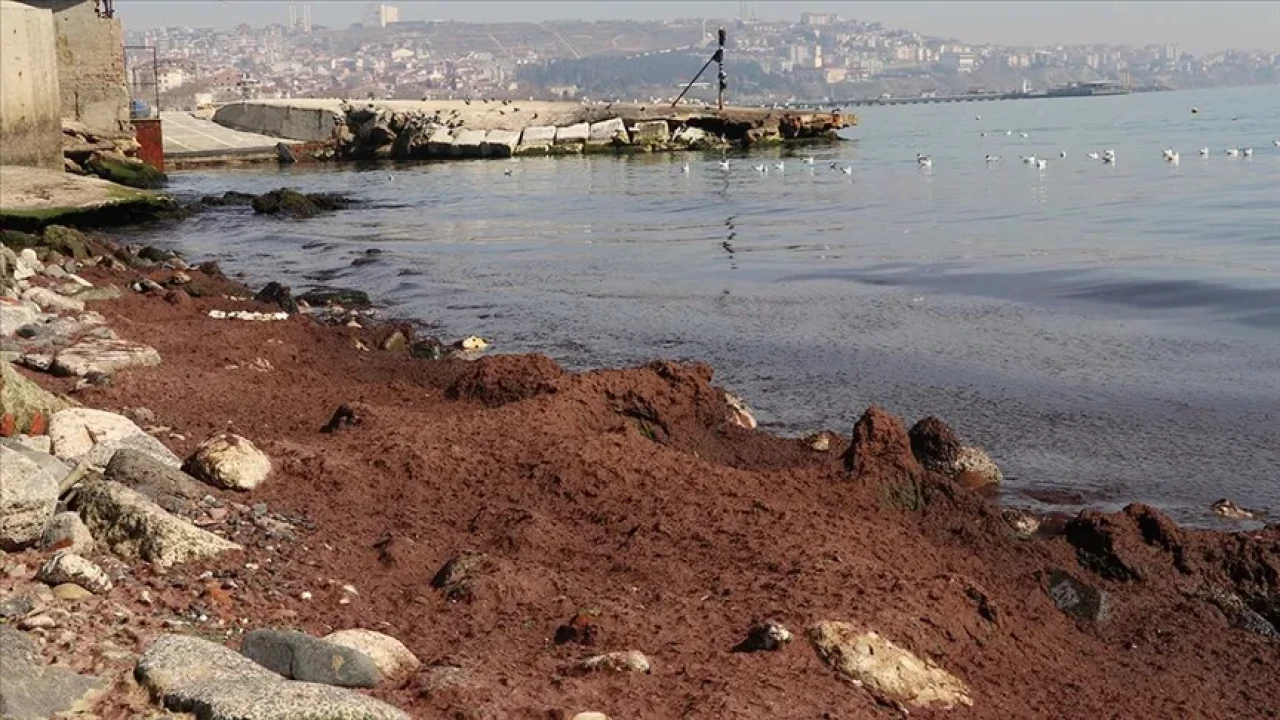 Tekirdağ kıyılarında kızıl yosun istilası: Poyraz fırtınası sonrası sahil kapatıldı!