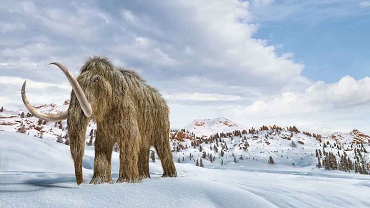 Bilim insanları, mamut genetiğiyle yeni fare türü geliştirdi