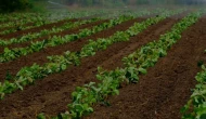 Karın tarım üzerindeki faydaları neler? Bitkileri nasıl korur ve besler?