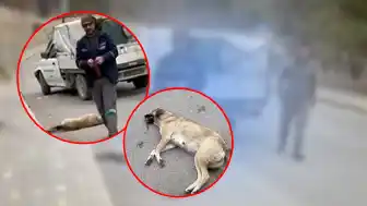 Konya’da Belediye ekipleri sokak köpeğine uyuşturucu iğneyle müdahale etti