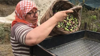 Zeytin hasadı zorlaşıyor: 3 bin TL yevmiye ile işçi bulamıyoruz