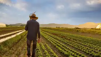 Çiftçiler tarlasını satılığa çıkardı: Üretim maliyeti karşılamıyor