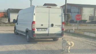 Görüntüler pes dedirtti! Balıkesir’de köpeği aracın arkasına bağladılar