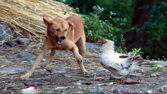 Muğla Bitez’de tavuk üreticisi sahipsiz köpek saldırısında 600 tavuğu zarar gördü