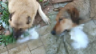 Manisa’da dehşet verici olay: Sokak köpeklerine zehirlenerek öldürüldü