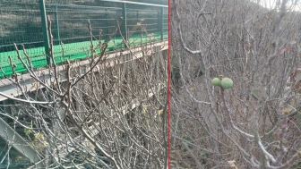 Ocak ayında meyve veren incir ağacı Safranbolu'da şaşkınlık yaratıyor!