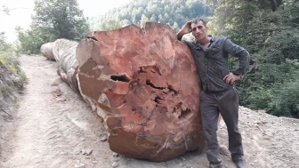 İzmir'de kahreden kaza: Kestiği ağacın altında kalan işçi feci can verdi!