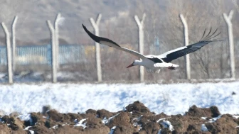 Eksi 24 derecede hayatta kalma mücadelesi! Kars’ta üşümeyen leylekler şaşırtıyor