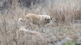 Ankara’da kan donduran vahşet!