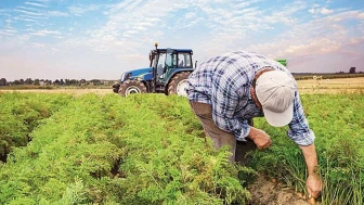 Çiftçilere 4,3 milyar lira destek ödemesi bugün hesaplara yatıyor!