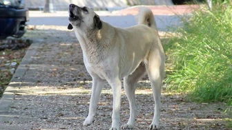 Yaşlı adam başıboş köpeğin hedefi oldu! Bacağına 25 dikiş atıldı