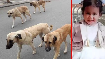 Konya'da sahipsiz köpeklerin saldırısına uğrayan Rana bebeğin otopsisinde şok gerçek!