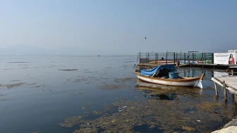 İzmir Körfezi'nde yosunlar yeşil örtü oluşturdu