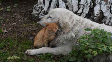 3. Hamsi Festivali'nde kedi ve köpeğin dostluğu