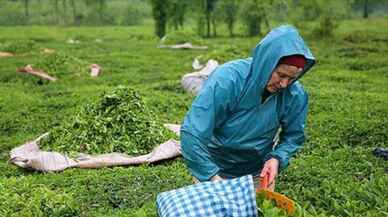 ÇAYKUR 630 mevsimlik işçi alacağını duyurdu