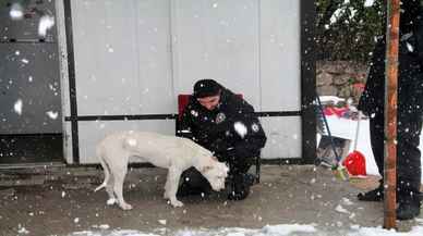 Amasya'da karda ıslanan köpek polis noktasına sığındı