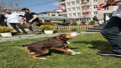 Veteriner kliniği kısa omurga sendromlu köpek Çakıl'ın yuvası oldu