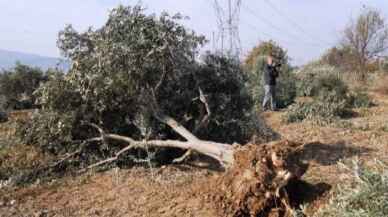 Zeytin ağaçları kesilmeyecek, taşınacak