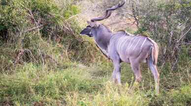 "Afrika'nın 5 büyükleri"ne ev sahipliği yapan safari mekanı: Kruger Ulusal Parkı