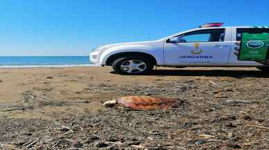 Manavgat'ta sahile vurmuş 4 ölü caretta caretta bulundu