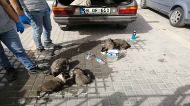 Sahibi ölünce hastane otoparkında kalan otomobilin bagajından 8 köpek çıktı