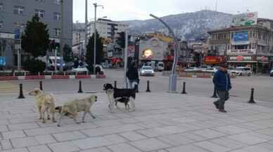 Başıboş köpek sorunu, Erdoğan'ın gündeminde