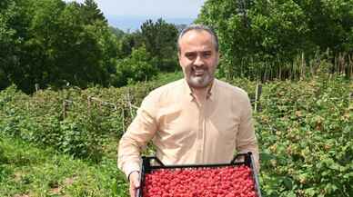 Bursalı çiftçinin hasat bayramı