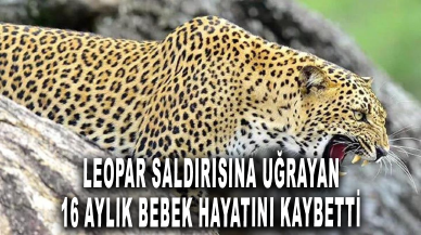 Leopar saldırısına uğrayan 16 aylık bebek hayatını kaybetti