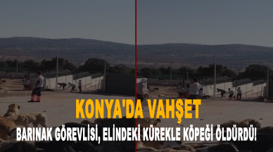 Konya'da vahşet: Barınak görevlisi, elindeki kürekle köpeği öldürdü!