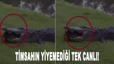 Timsahın yiyemediği tek canlı!