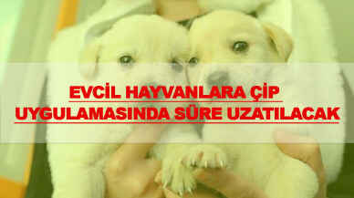 Evcil hayvanlara çip uygulamasında süre uzatılacak