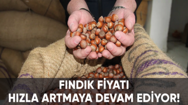 Fındık fiyatı hızla artmaya devam ediyor!