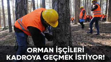 Orman işçileri kadroya geçmek istiyor!