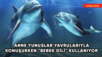 Anne yunuslar yavrularıyla konuşurken "bebek dili" kullanıyor