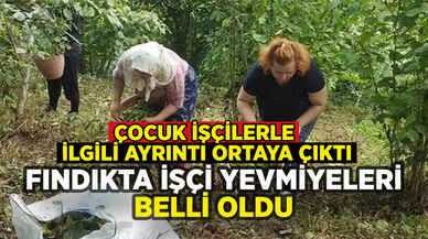 Fındıkta işçi yevmiyeleri belli oldu