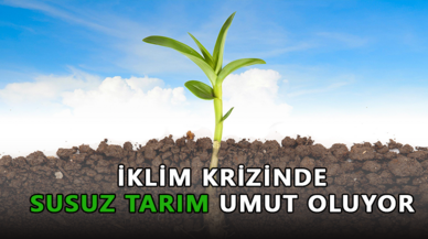 İklim krizinde susuz tarım umut oluyor