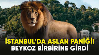 İstanbul'da aslan paniği! Beykoz birbirine girdi