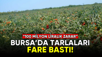 Bursa'da tarlaları fare bastı!