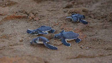 Antalya'da 5 bin 300'ü aşkın yavru caretta caretta denizle buluştu!