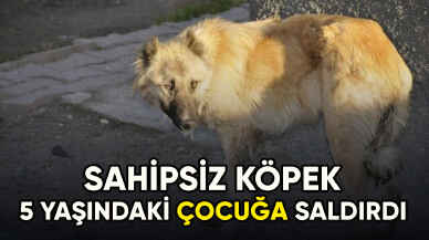 Aydın'da sahipsiz köpeklerin saldırdığı 5 yaşındaki çocuk yaralandı