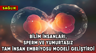 Bilim insanları, sperm ve yumurtasız tam insan embriyosu modeli geliştirdi