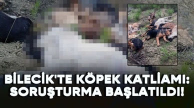 Bilecik'te köpek katliamı: Soruşturma başlatıldı!